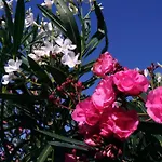 & - Panoramic Olivars *