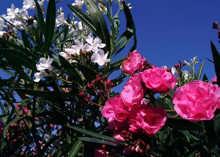 & - Panoramic Olivars *